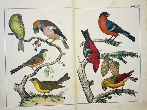 Uccellini uccellini cantori