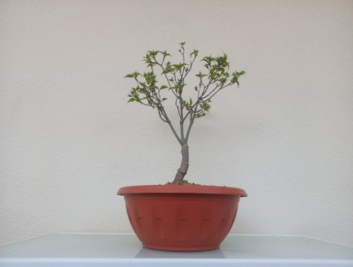 Bonsai cornus kousa - bonsai, giapponese