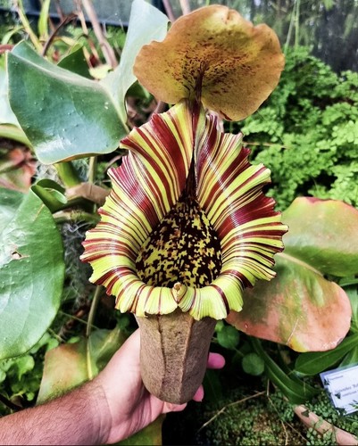 Nepenthes truncata red fleared - red,