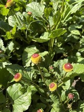 Fiore Elettrico, Acmella Spilanthes, Acmella Oleracea, Electric Daisy, Buzz Butt