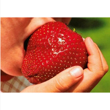 FRAGOLA GIGANTE, 50 SEMI + OMAGGIO