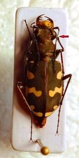 CARABIDAE