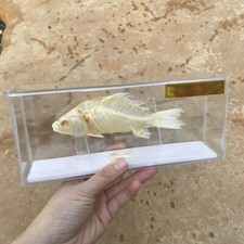 1 Pz Esemplare Teschio Pesce