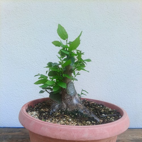 Bonsai multi trunk - bonsai, carpino