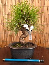 Bonsai di Pino Thumbergii h