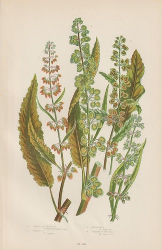 1905 ampfer anne pratt - 1905, (rumex)