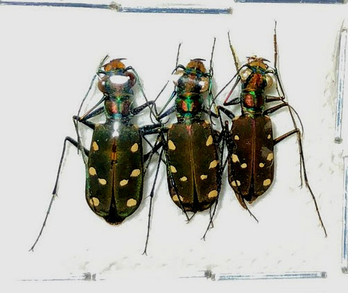Cicindela cosmodela intermedia - cicindela,