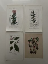 Lotto Stampe e Disegni Floreali Fiori Piante Incisione Arte