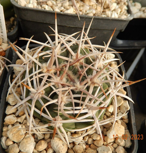Gymnocalycium hybopleurum - , v