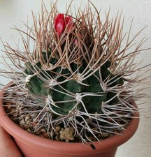 Gymnocalycium Tillianum Vaso 13 Superspina