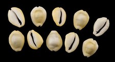10 Ciprea Cypraea Moneta Cauri-Soldi Ciprea 16-24mm-4557
