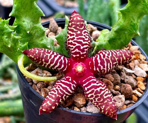 Orbea maculata ssp rangeana - ssp.,