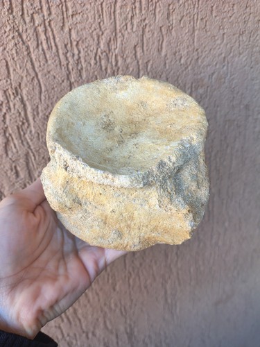 Fossili grande vertebra di - *,