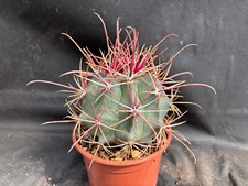 FEROCACTUS RECTISPINUS -