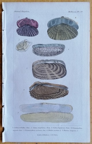 Baron cuvier stampa - baron,