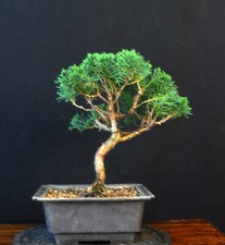 Bonsai ginepro cinese - bonsai, di