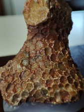 Fossile di CORALLO Hexagonaria  Paleozoico-Devoniano (380 Ma) Tafilalet- MAROCCO