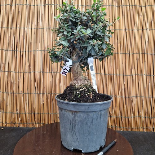 Bonsai olivo silvestris h - olivo,