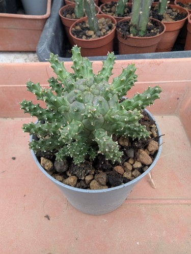Euphorbia gorgonis pianta - euphorbia,