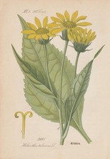 Topinambur (Helianthus tuberosus) CROMOLITOGRAFIA del 1887 botanica antica