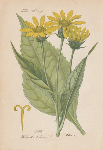 Topinambur helianthus - topinambur, (helianthus