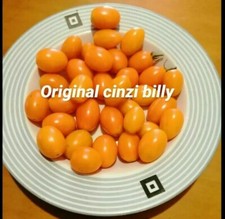 25 semi pomodoro datterino