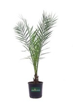 Pianta di Phoenix Canariensis