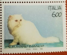 I gatti Persiano bianco - 1993