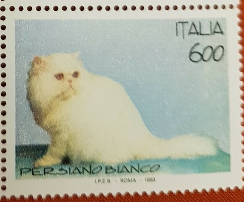 Gatti persiano bianco 1993 - -,