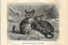 Antique Print LONG HAIR