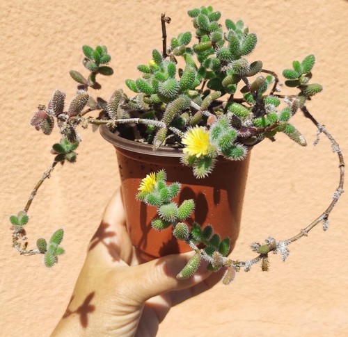 Vaso cm delosperma - cm,