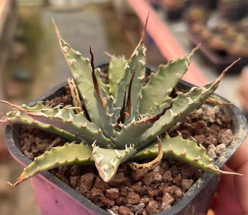 Rara pianta cactus agave - di,