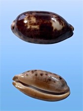 Cypraea testudinaria, Penang, Malaysia, 93,1 mm, GREAT QUALITY, PURPLE TONES