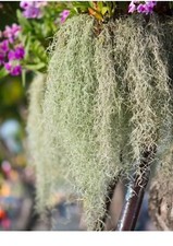 Muschio spagnolo vivo fresco