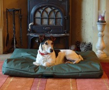 Resistente cane letto - resistente,