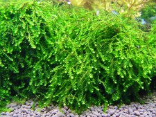 Pilomoos Pilotrichaceae sp