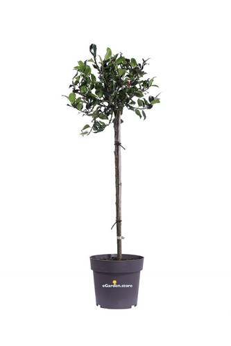 Pianta agrifoglio ilex - agrifoglio,