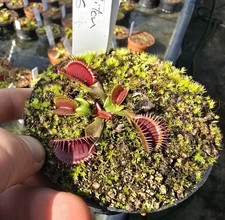 Dionaea muscipula "BCP TITAN