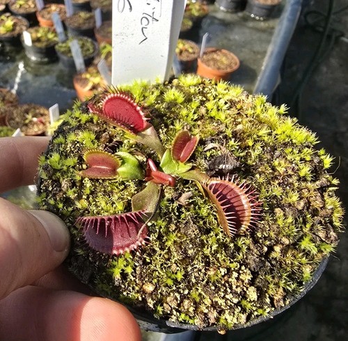 Dionaea muscipula bcp - muscipula, titan