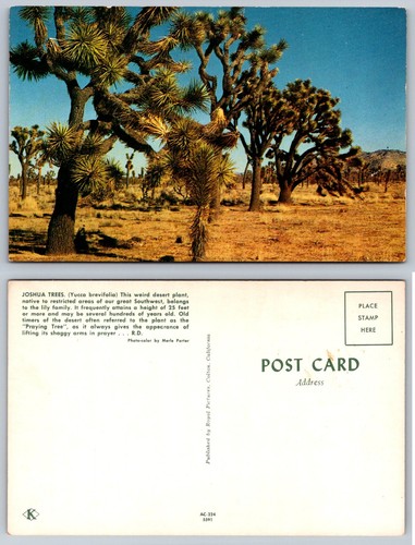 Vintage joshua trees - joshua, postcard