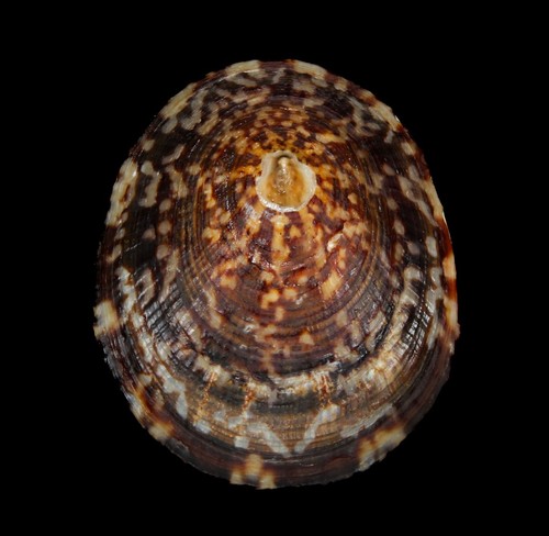 Conchiglia cellana - -,