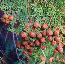 Chamaecyparis obtusa | Hinoki cypress | False cypress - Hinoki-Scheinzypresse |