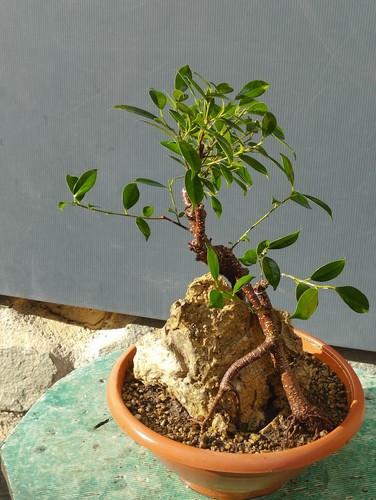 Bonsai ficus 40x25 vaso - ficus, in