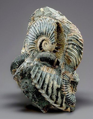 Ammonite fossile