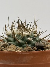 Turbinicarpus schwarzii pot - turbinicarpus, 8