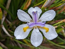 African Iris - Fairy Iris -