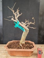 bonsai di gelso h 42 cm visita