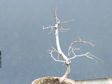 Bonsai carpino bianco 50x37cm - bianco,