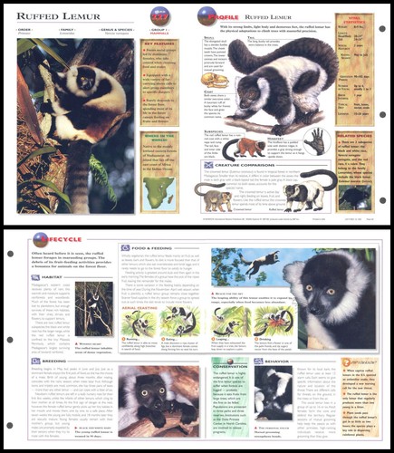 Lenzuolo pieghevole lemure - lenzuolo,