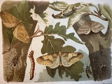 grafica antica fauna insetti
